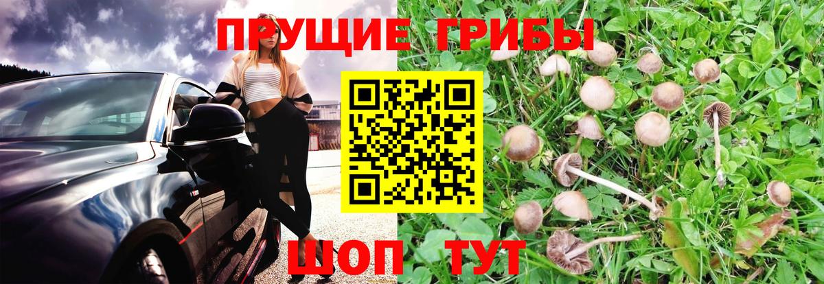Псилоцибиновые грибы Cubensis Выкса